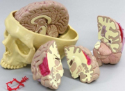 Brain Model Pharmaceutical and Anatomical Model Gifts